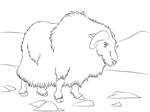 Musk Ox  Coloring Page